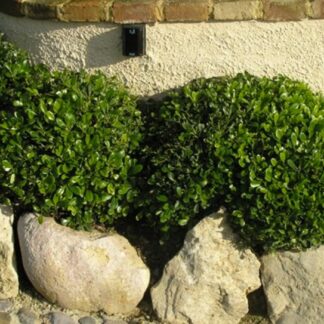 Pittosporum tobira 'Nanum' - Image 3