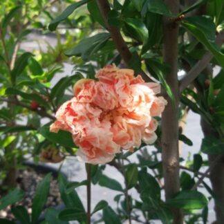 Punica granatum 'Legrellei' - Image 2
