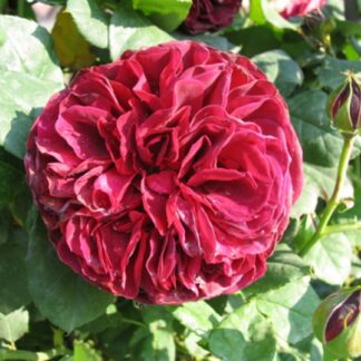 Rosa Astrid Grafin von Hardenberg® - Image 2