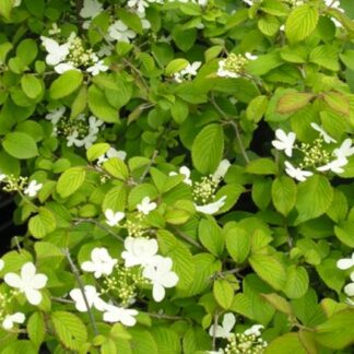 Viburnum plicatum 'Watanabe' - Image 2