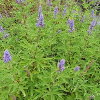 Vitex agnus-castus - Image 5