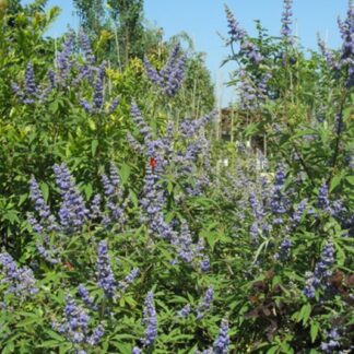 Vitex agnus-castus - Image 2