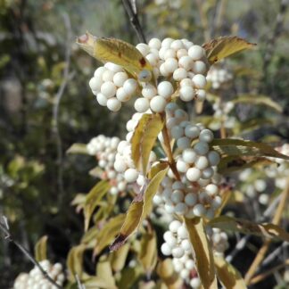 Callicarpa dichotoma 'Albifructa' - Image 2