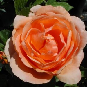 Rosa Abbaye de Cluny RADICE NUDA
