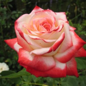 Rosa Impératrice Farah RADICE NUDA