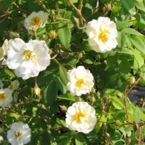 Rosa Rambling Rector RADICE NUDA
