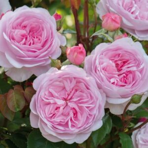 Rosa inglese Olivia RADICE NUDA