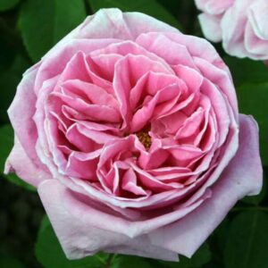 Rosa Liparfum RADICE NUDA