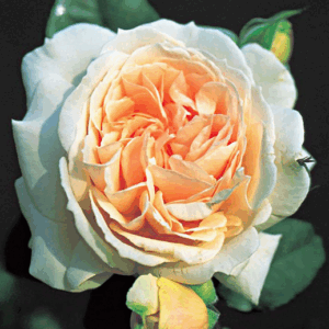 Rosa Louisa Stone RADICE NUDA