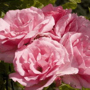 Rosa Bantry Bay RADICE NUDA