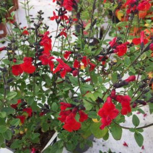 Salvia Royal Bumble