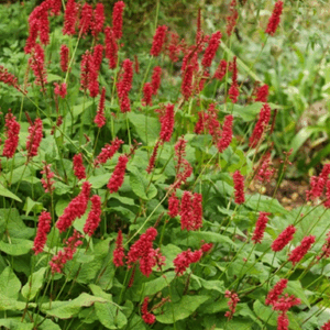 Persicaria filiformis