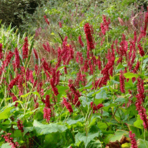 Persicaria ampexicalius