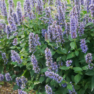 Agastache Blue fortune - Image 2
