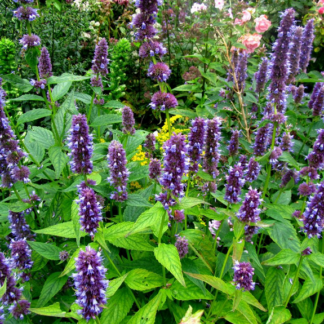 Agastache Blue fortune - Image 3