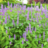 Agastache Blue fortune - Image 4