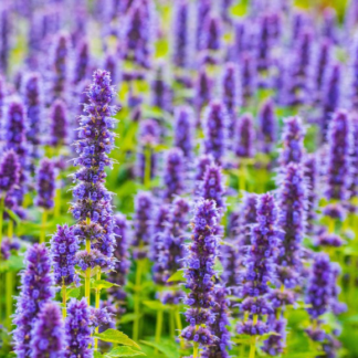 Agastache Blue fortune - Image 6