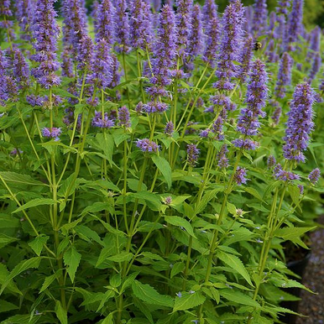 Agastache Blue fortune - Image 5