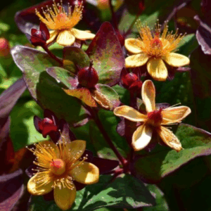 Hypericum 'Univers'