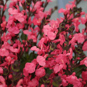 Salvia jamensis 'Pluenn'