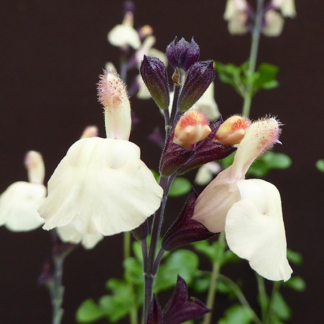 Salvia Grahamii - Image 5