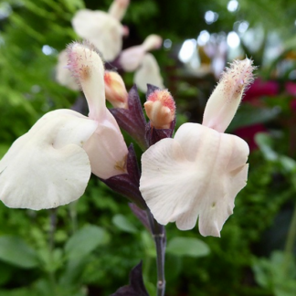 Salvia Grahamii - Image 2