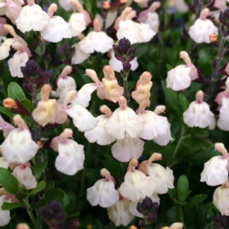 Salvia Grahamii - Image 3