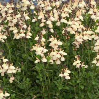 Salvia Grahamii - Image 6