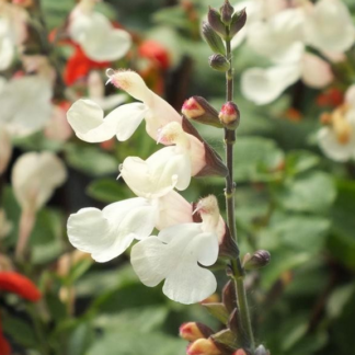 Salvia Grahamii - Image 4