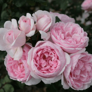 Rosa Cinderella RADICE NUDA