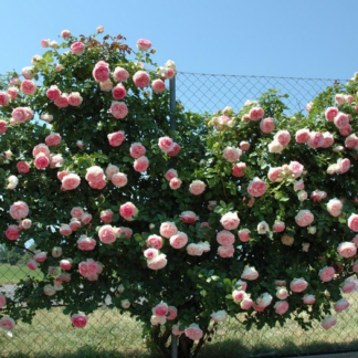 Rosa Edenrose (Pierre de Ronsard) - Image 3