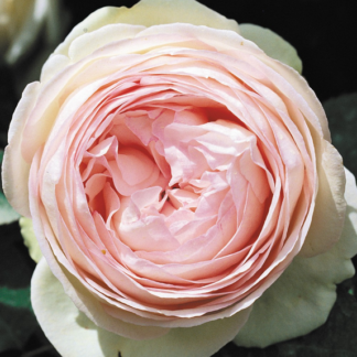 Rosa Edenrose (Pierre de Ronsard) - Image 2