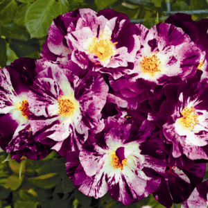 Rosa Oh Wow RADICE NUDA