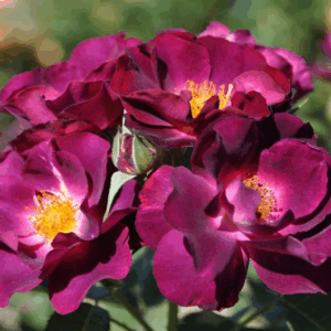 Rosa 'Princess Sibilla de Luxemburgh' RADICE NUDA