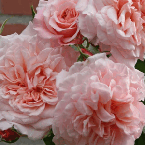 Rosa Rose de Tolbiac