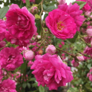 Rosa Super Dorothy® RADICE NUDA