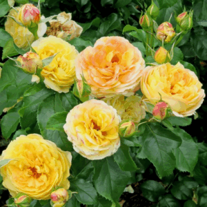 Rosa Chateau de Chevenry RADICE NUDA