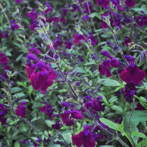 Salvia 'Violette de Loire'