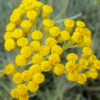 helichrysum italicum