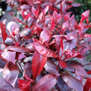 photinia compacta