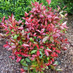 photinia compacta