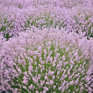 lavandula munstead rosea