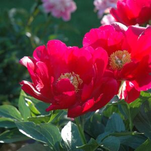 Paeonia lactiflora "America"