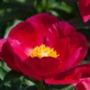 Paeonia lactiflora "America"