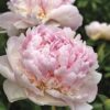 Paeonia lactiflora "Angel Cheeks"