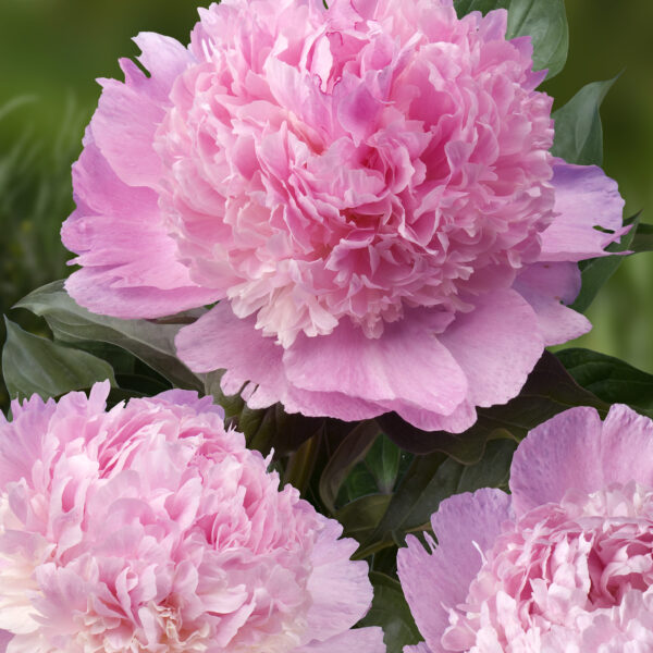 Paeonia lactiflora "Angel Cheeks"