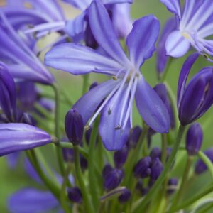 Agapanthus "Charlotte"