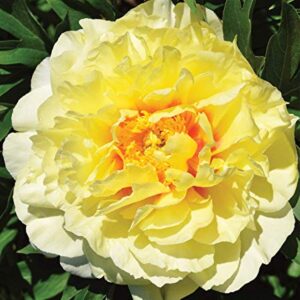 Paeonia Itoh "Bartzella"