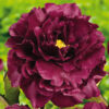 Paeonia lactiflora "black beauty"