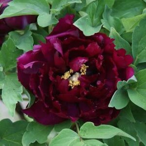 Paeonia lactiflora "black beauty"